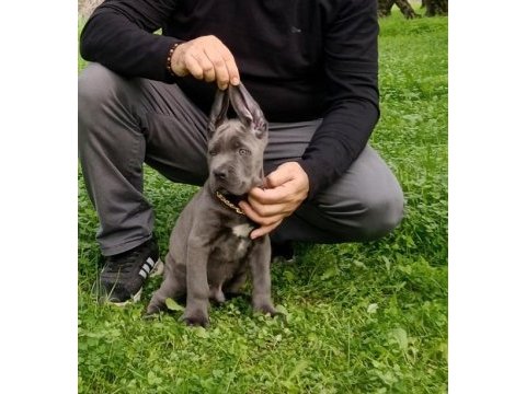 Cane corso blue yavrumuz erkek