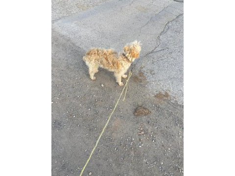 Golden doodle