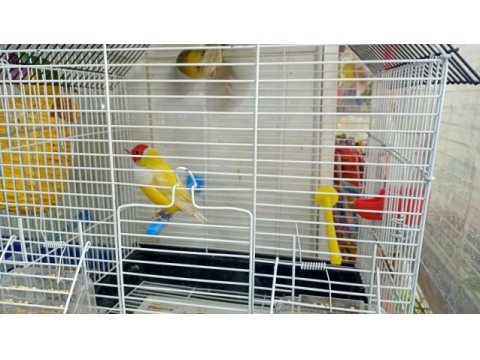 Goldin finch