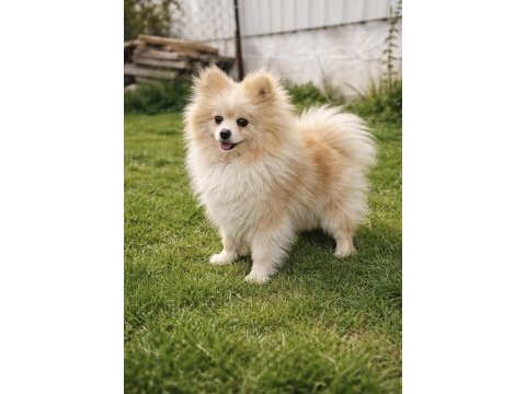 Pomeranian boo dişi