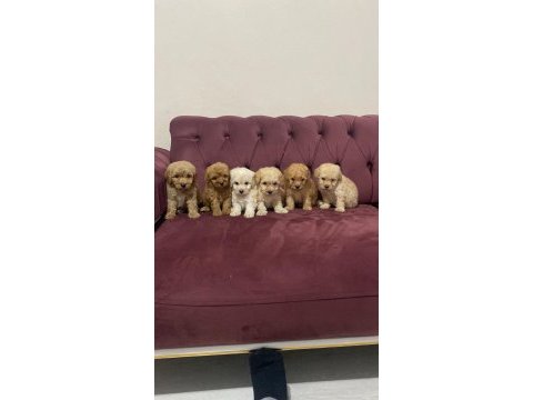 Maltipoo yavru