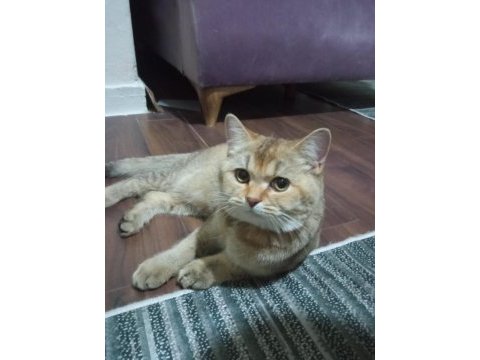 British shorthair golden black acill sahiplendirilecektir