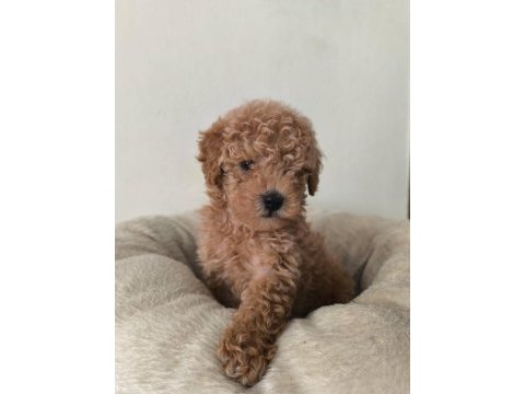 Toy poodle yavrular