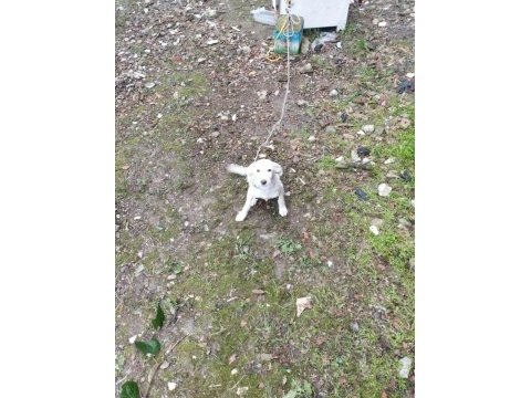 Köpeğimiz pablo için kalıcı yuva arıyorum acil durum!