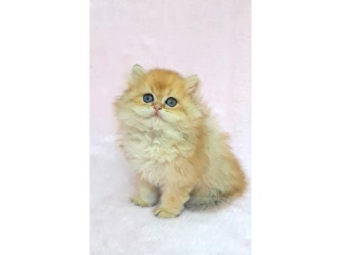 A kalite orijinal british longhair golden yavrum