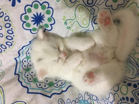 Pamuk british longhair yavrular