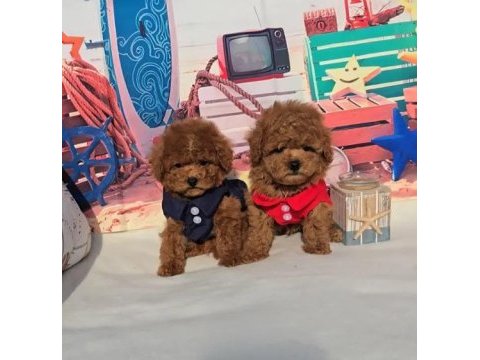 Toy poodle yavru