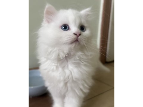 British longhair beyaz erkek 9 haftalık