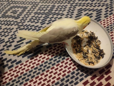 Yavru sultan papağanları