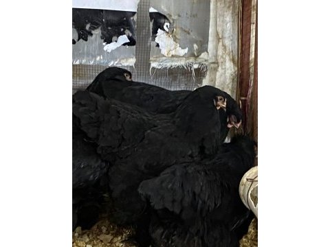 Black brahma kuluçkalık yumurta & civciv