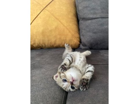 4 yavru kedimiz saf scottish fold
