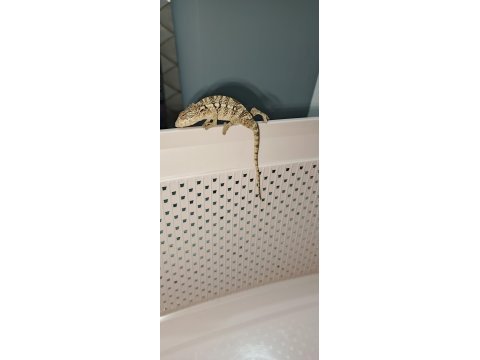 Panter bukelemun