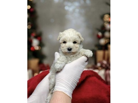 2 aylık maltipoo yavru