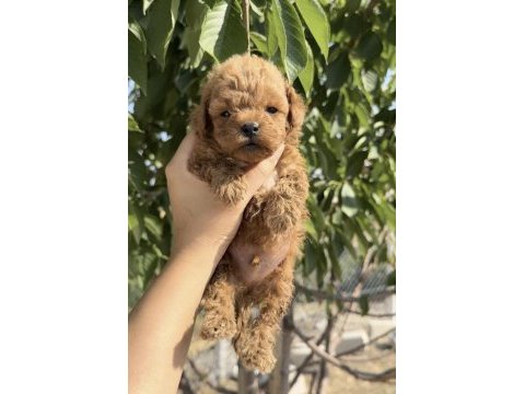 Toy poodle köpeğimiz