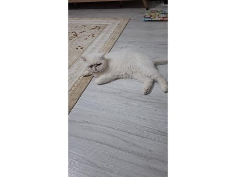 Ücretsiz sahiplendirme kedimiz 2 yaşında