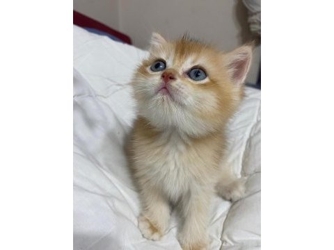 Tatlımı tatlı golden renginde kodlu safkan kedilerim