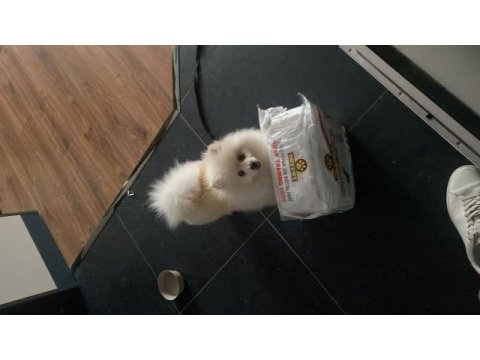 6 aylık aşıları çipi vs herşeyi tam pomeranian boo