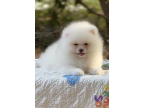 Pomeranian boo karbeyaz show class
