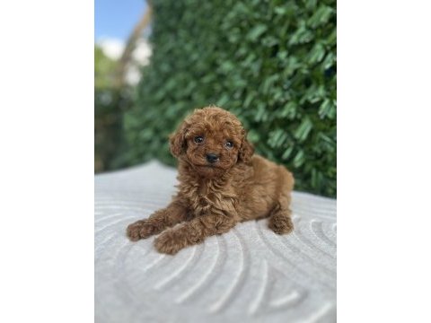Toy poodle yavru köpeklerimiz
