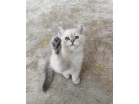 British shorthair bebeğimiz yeni yuvasını arıyor
