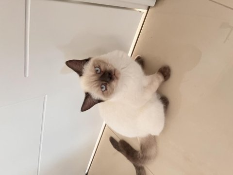 Sahibinden british blue point yavruları