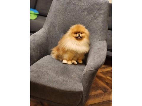 Avrupada bile daha iyisi yok pomeranian