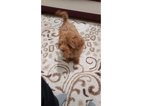 Yavru toy poodle 0 numara
