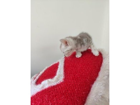 British shorthair bebekleri