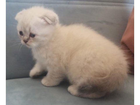 Scottish fold blue point yavru
