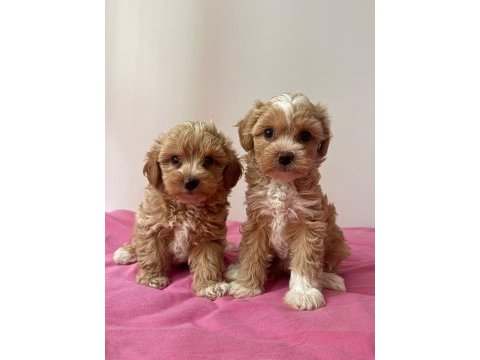 Anne babadan orjinal maltipoo bebekleri