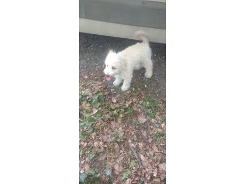 Sahiplendirme çok tatlı ismi pamuk pekinez
