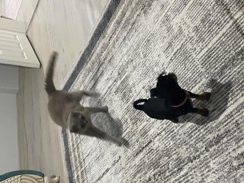 3 aylık pinscher