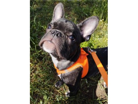 Erkek 2.5 french bulldog