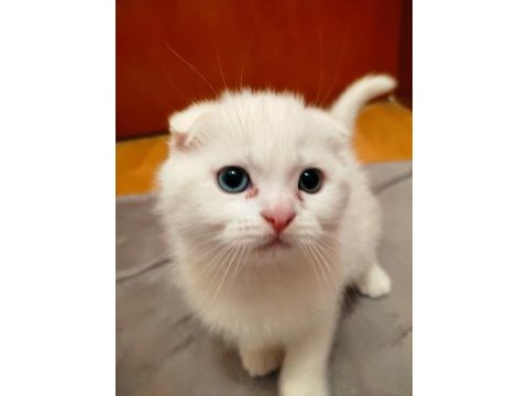 2 aylık scottish fold