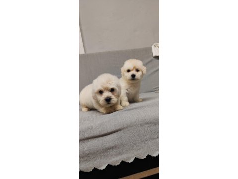 Maltipoo 2 adet uygun fiyata sahiplendirme yapılacaktır