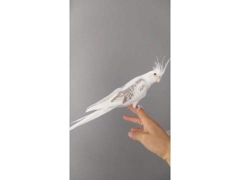 Sultan papağanı kafes ve eklemeleri dahildir