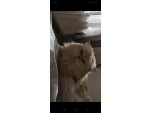 Yetişkin eğitimli kısır british longhair