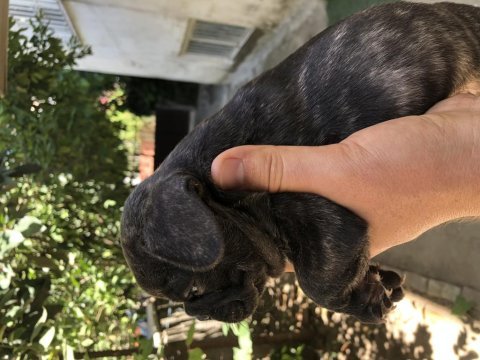 22 haziran doğumlu french bulldog
