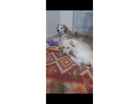Köpeklere acil yuva aranıyor