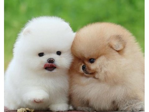 Ayı surat pomeranian yavrularım