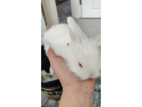 Lop anaç yavru tavşanlar