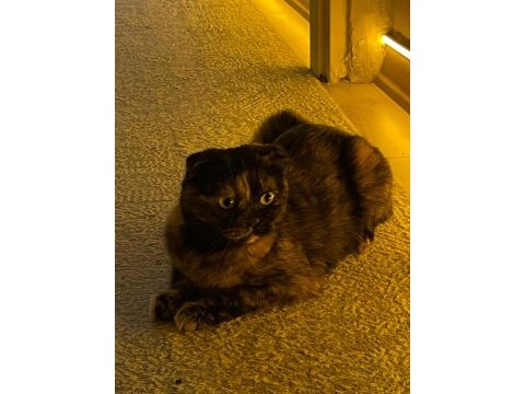 3 yaşında scottish fold kızımız ücretsiz