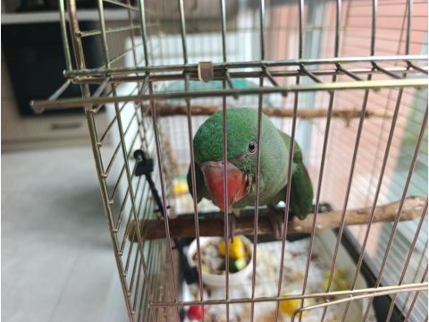 2,5 aylık bebek alexander papağanı ele alışkın