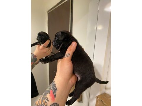 Pug yavrular