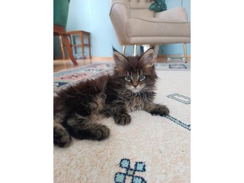Maine coon kedimiz
