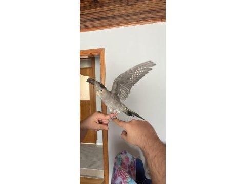 Eğitime açık sultan papağanı