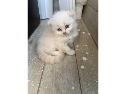 Scottish fold longhair yavru kediler