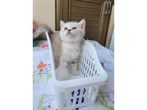 British longhair pamukçuk sahiplendirilecektir
