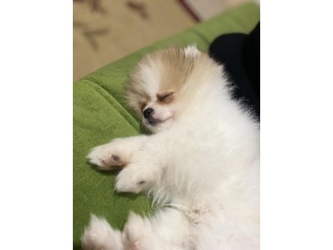 Ayı surat pomeranian boo