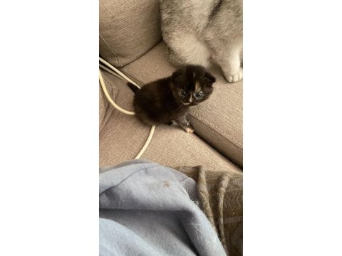 British longhair 2 adet yavru verilecek